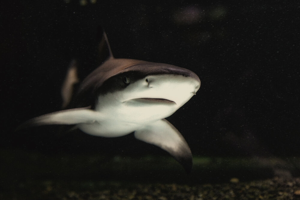 Photograph by Алексей Шалев