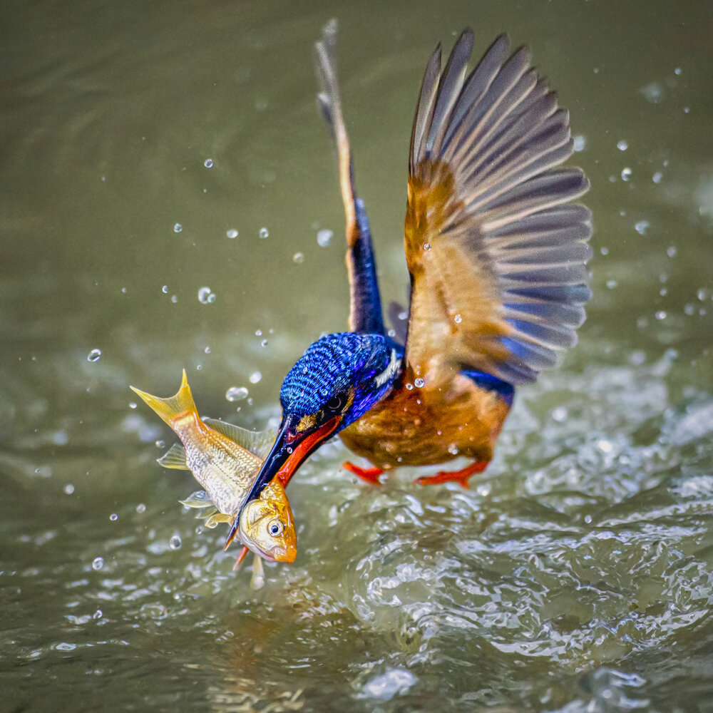 KINGFISHER