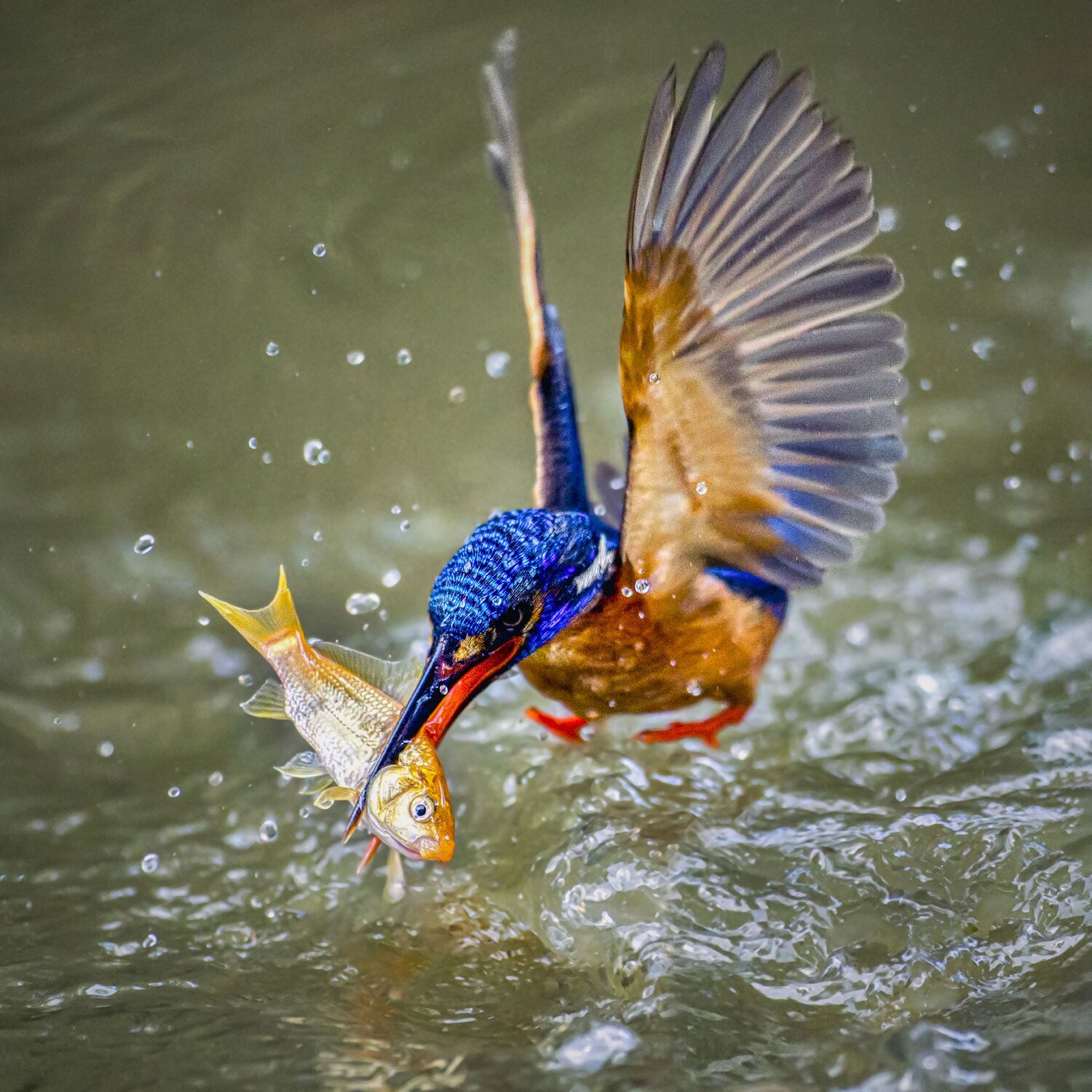 KINGFISHER