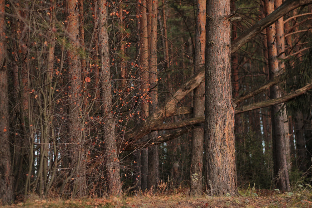Photograph by Жереченко Юлия