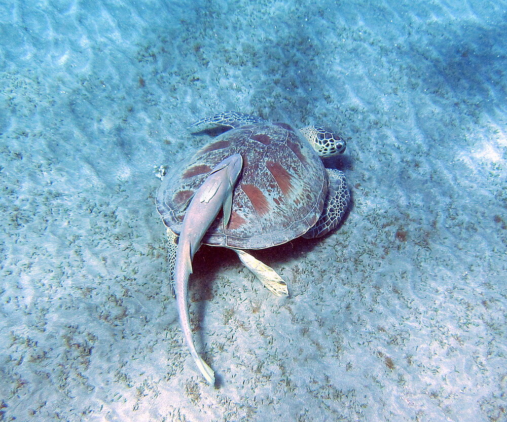 Photograph by Борис Полтавец