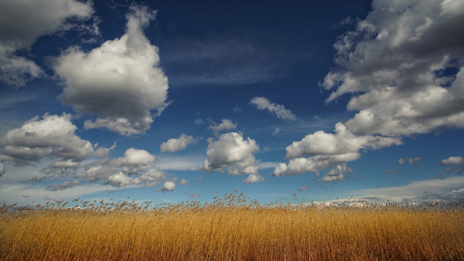 Photo #13776104