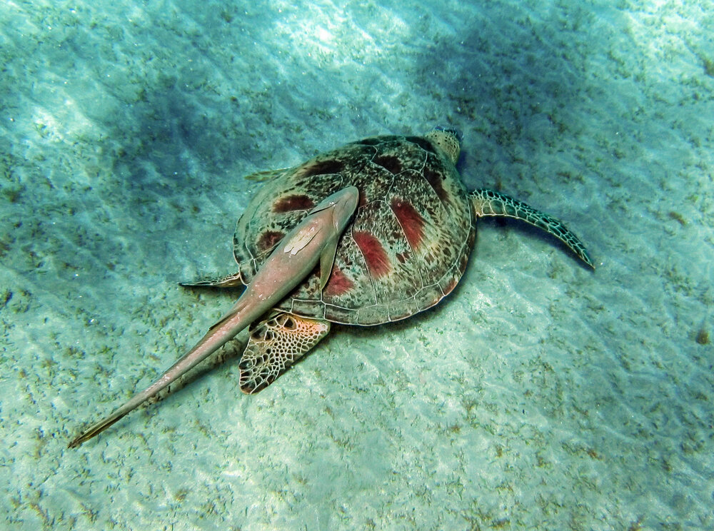 Photograph by Борис Полтавец