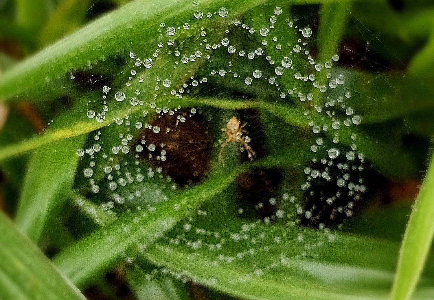 Water web