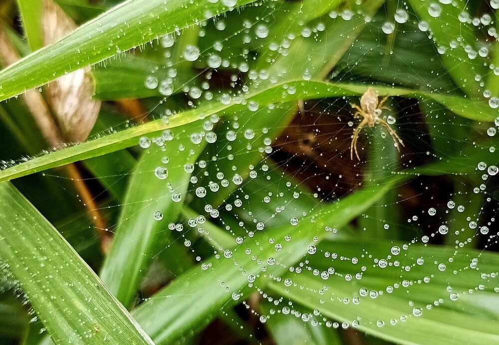 Water web