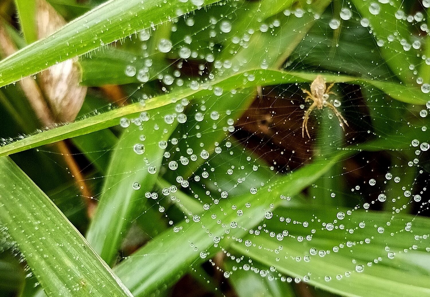 Water web