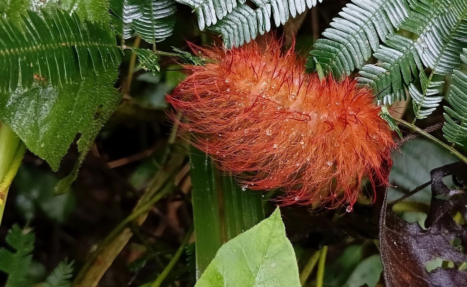 Lagarta de fogo (Podalia sp.)