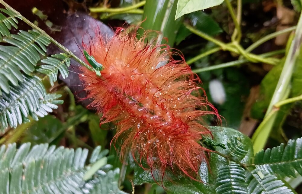 Lagarta de fogo (Podalia sp.)