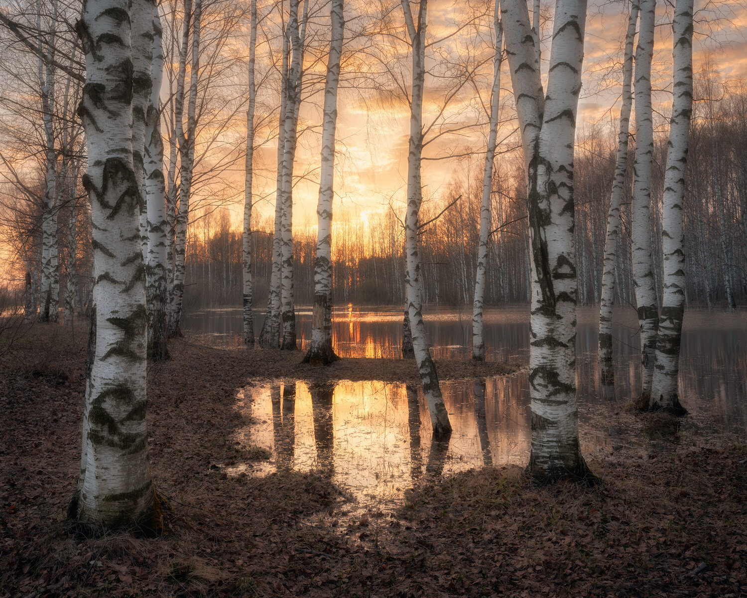 Photo #13776464