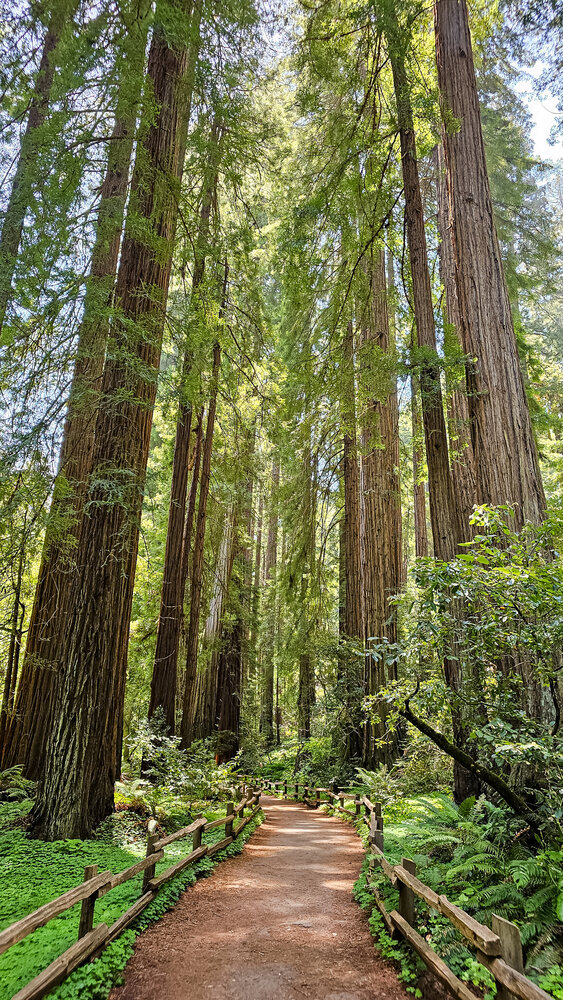 Path Through the Redwoods