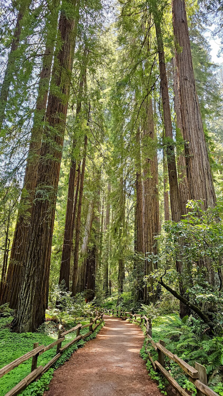 Path Through the Redwoods