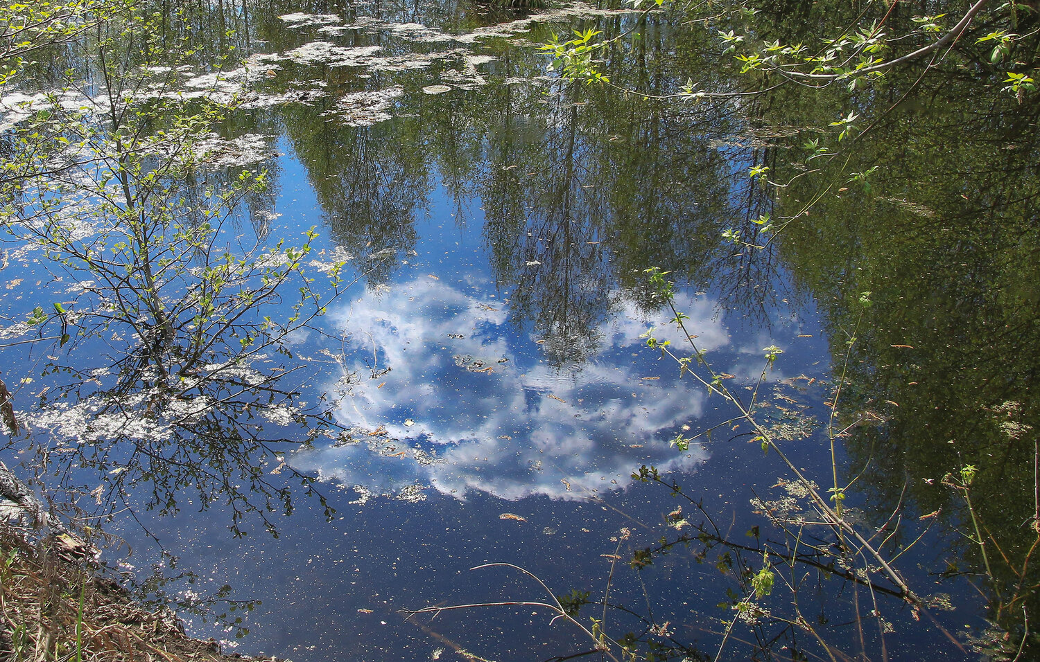 Photo #13776793