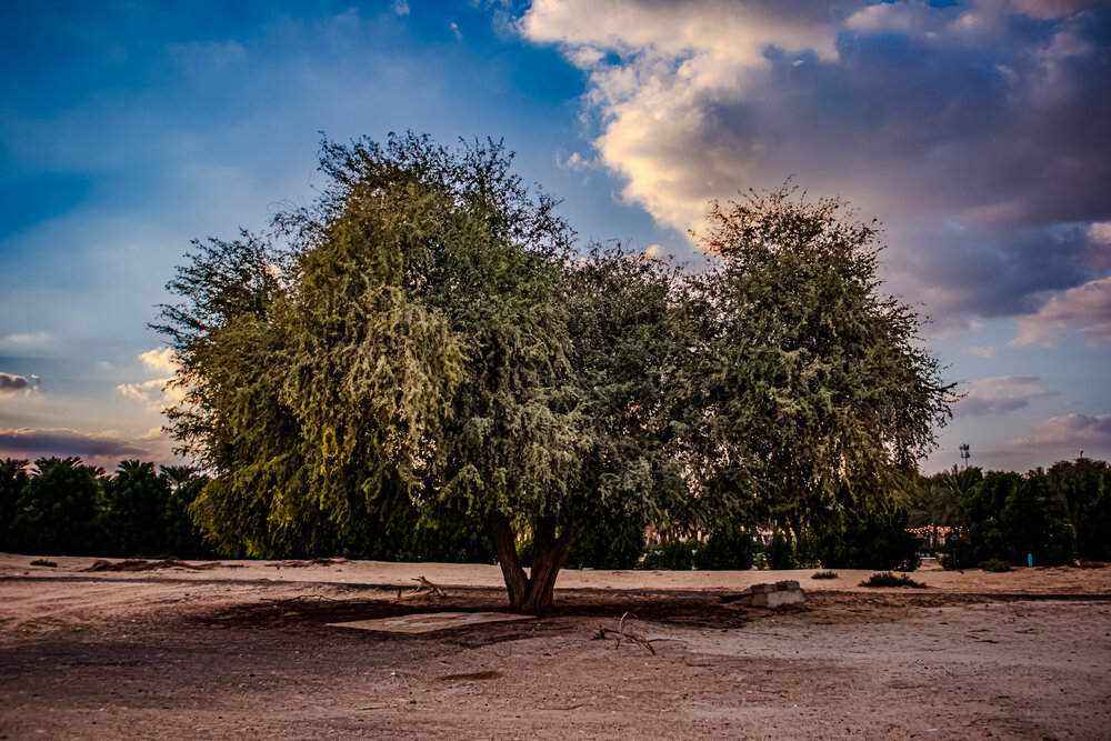 Photograph by Sarrah Yehia