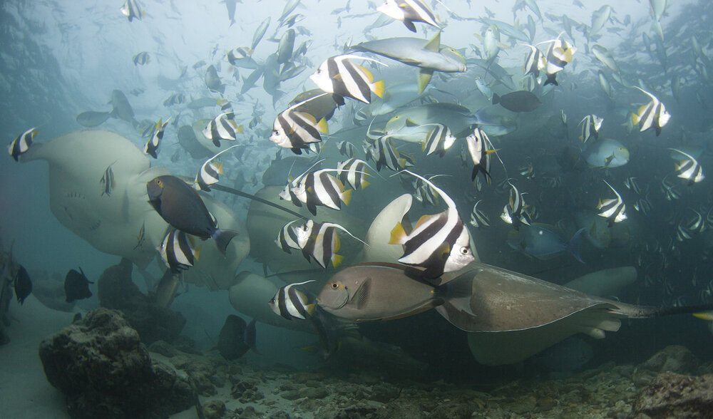Photograph by Оксана Каменская