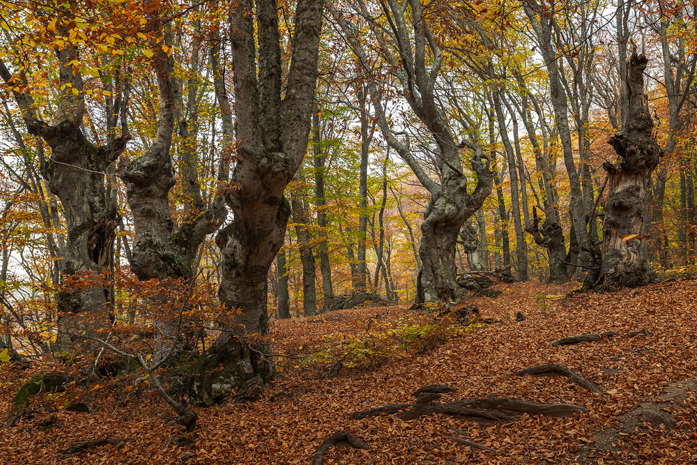 Photograph by Галина Юдина