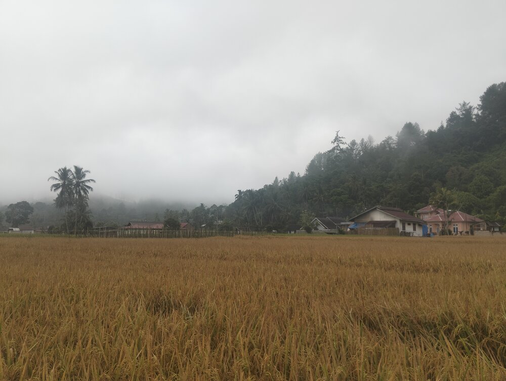 A Morning in Sungai Rimbang Village