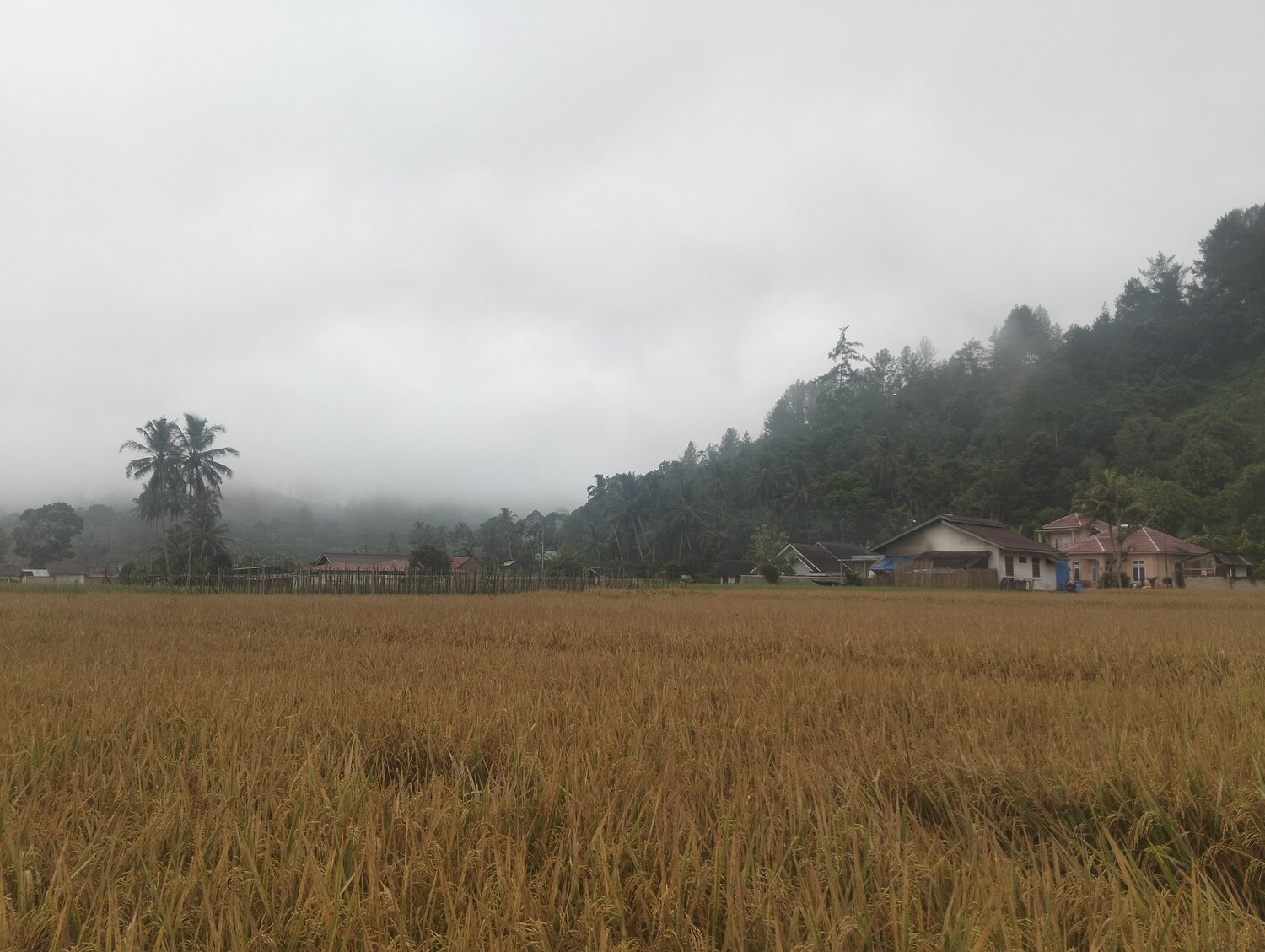 A Morning in Sungai Rimbang Village