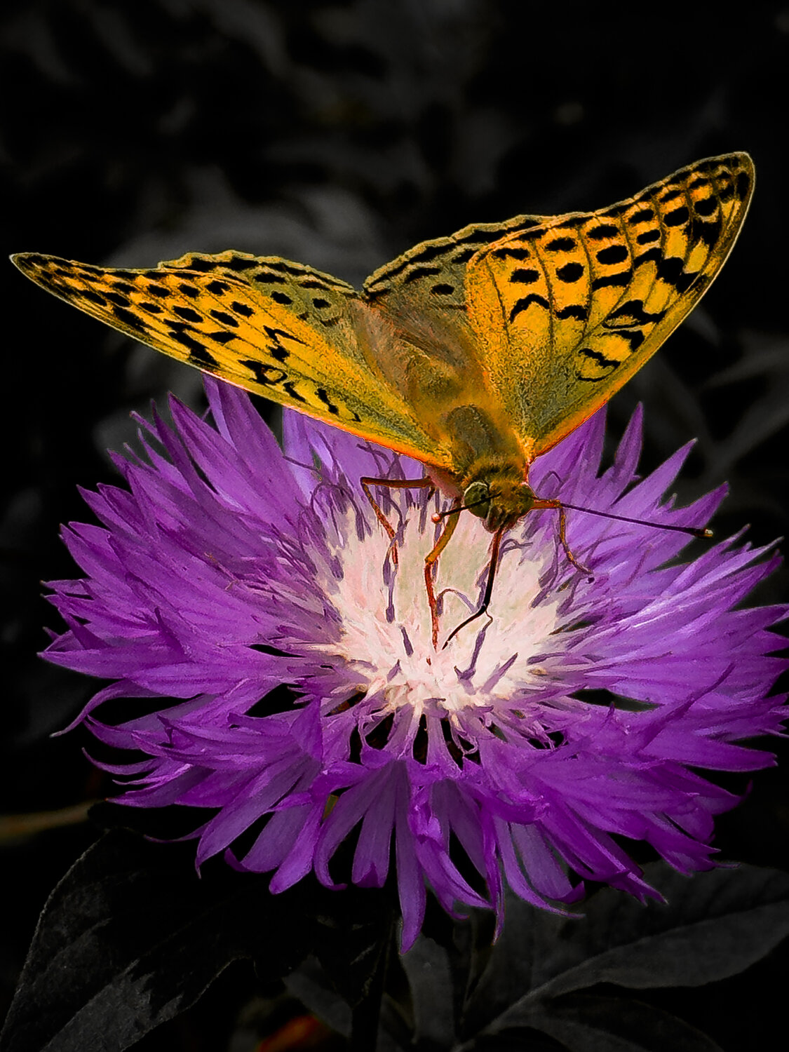 Golden Wings on Purple