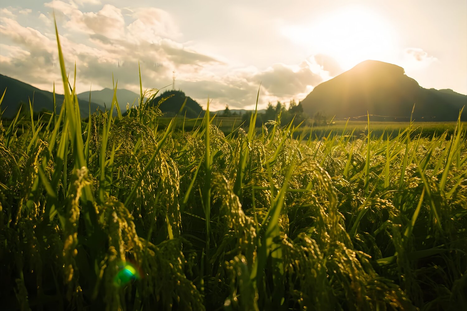 Fields of Light
