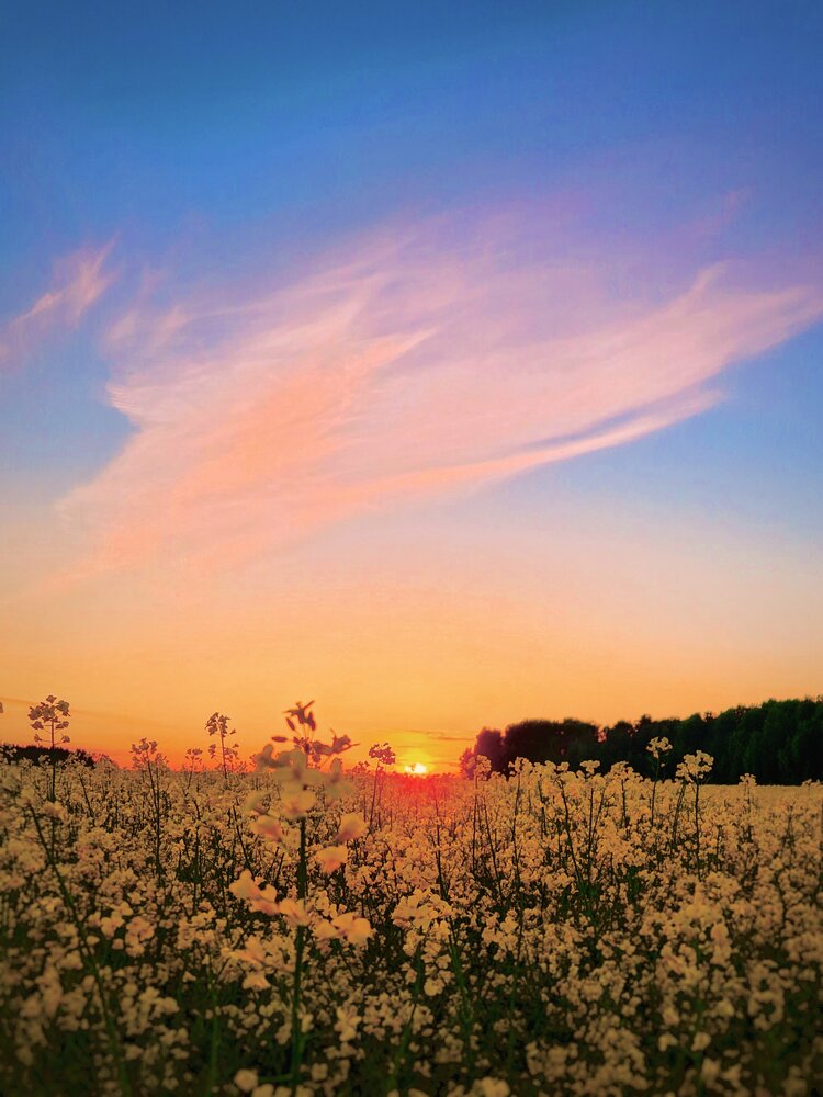 Feather of the Sky