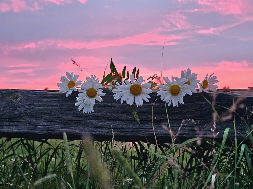 Фотография автора Галина Левина