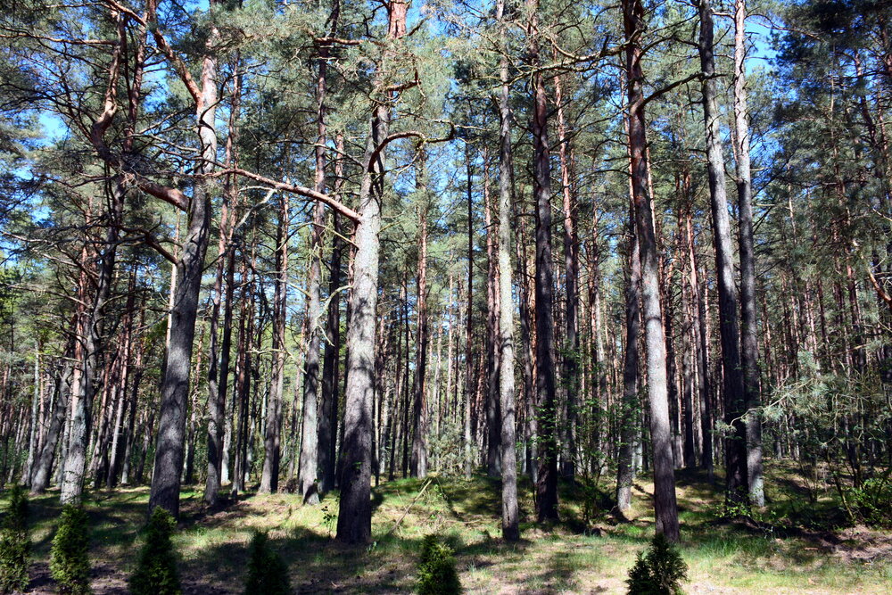 Photo #13778511
