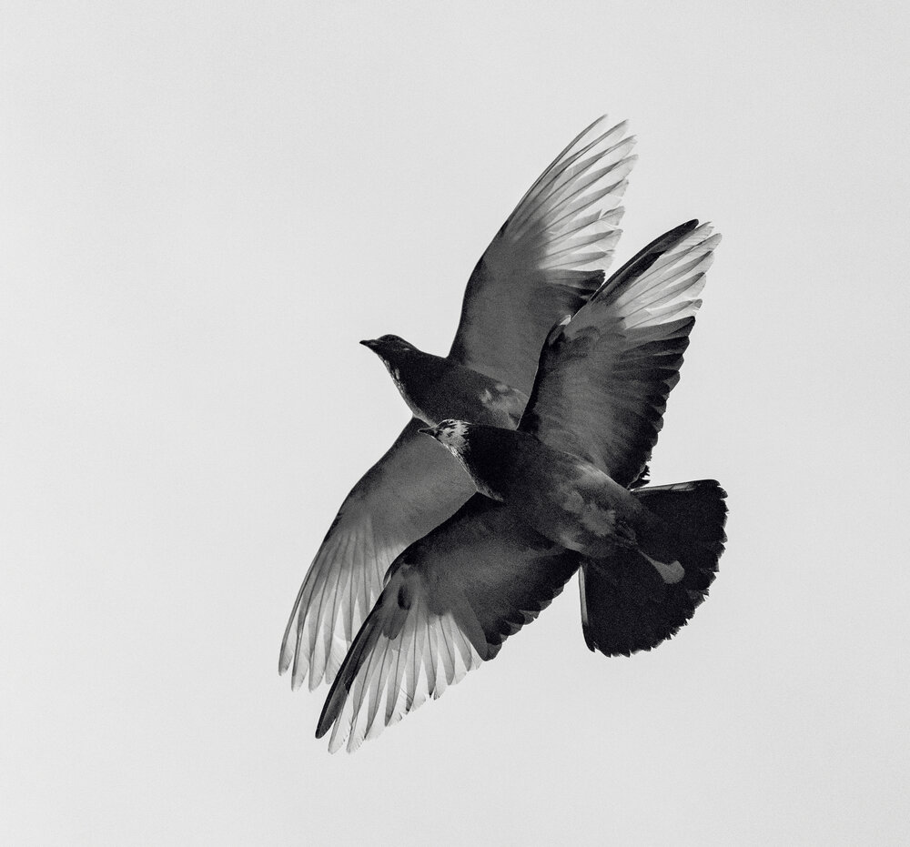 Photograph by Сергей Здерев