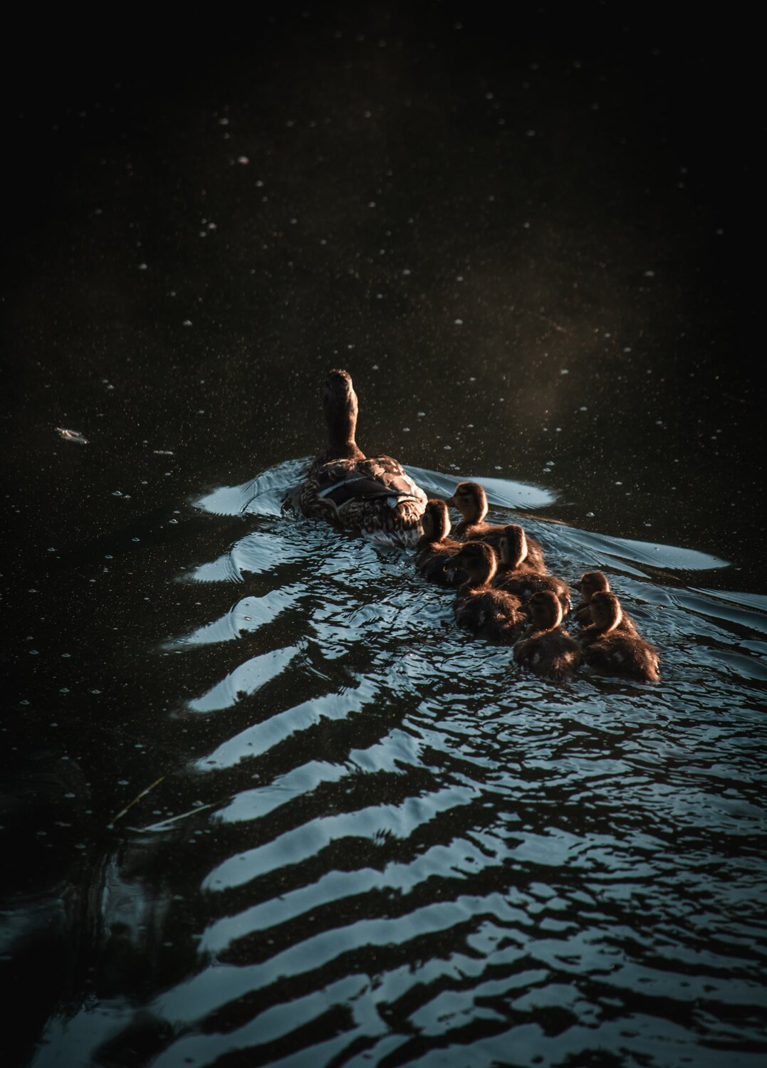 Photo #13779656