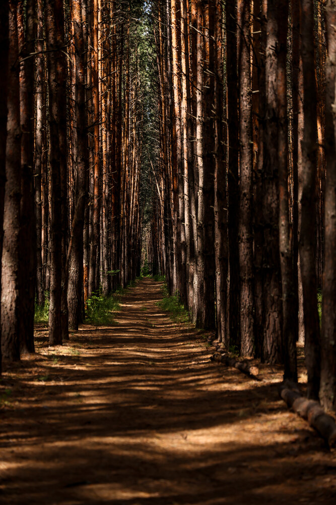 Photograph by Ольга Солодова