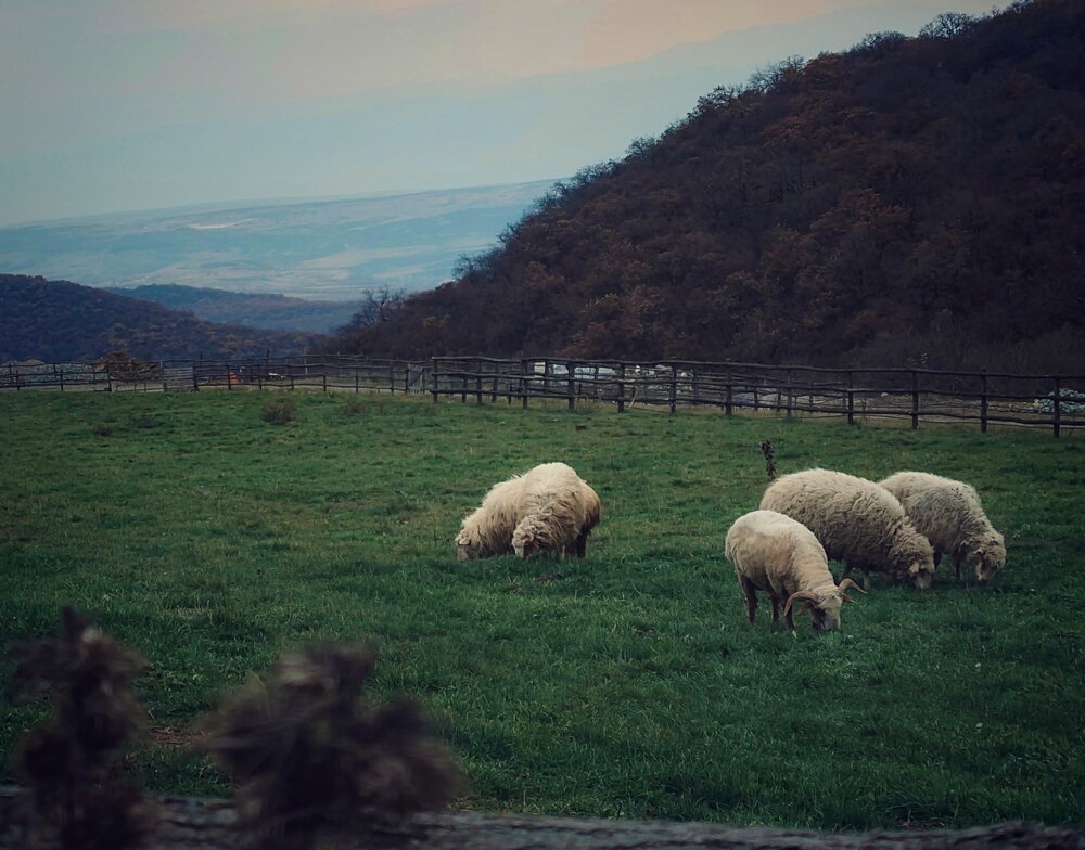 Sheeps.