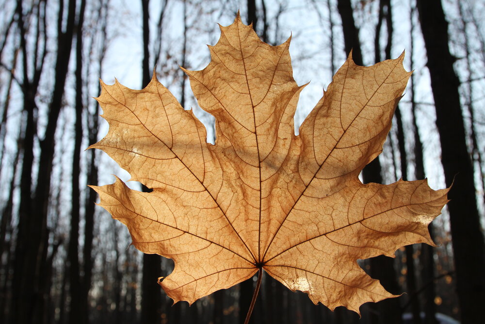 Photograph by Вячеслав Залитко