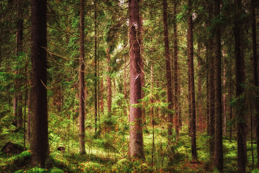 Photograph by Елена Суворова