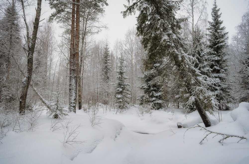 Photograph by Панова Зоя