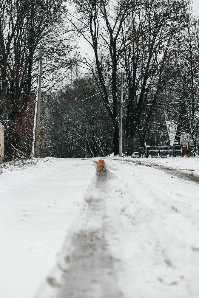 Photograph by Руслана Ковалевская
