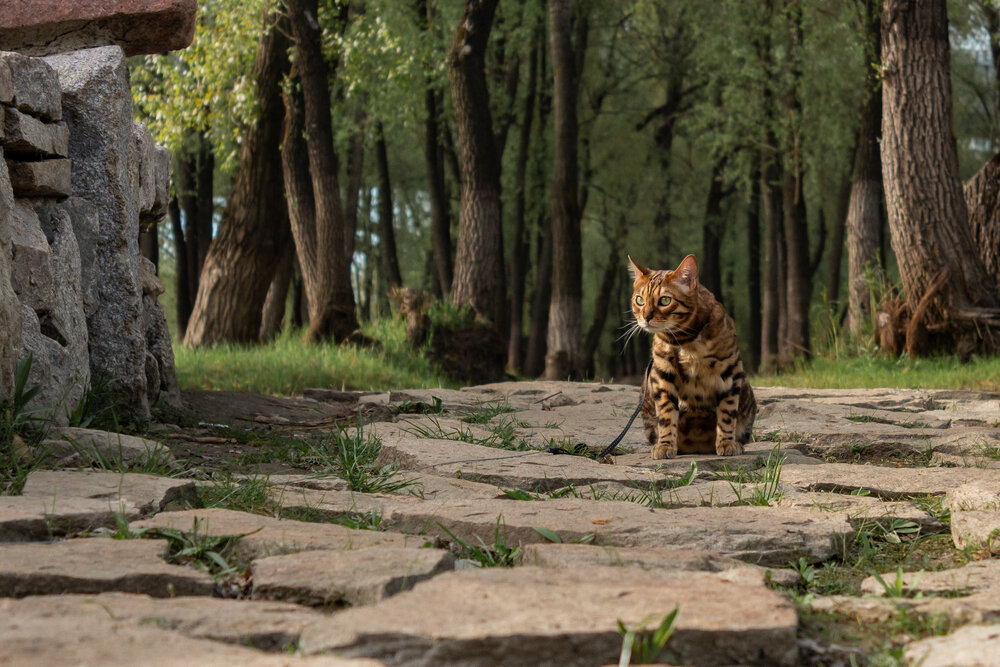 Photograph by Наталья Плотникова