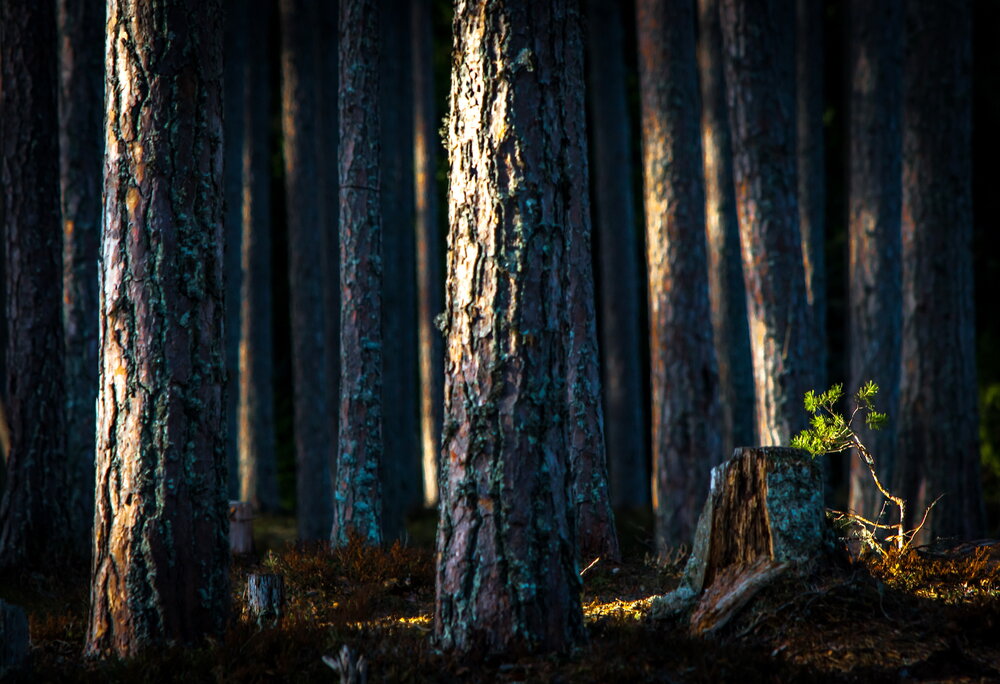 Photograph by Валерий Смирнов