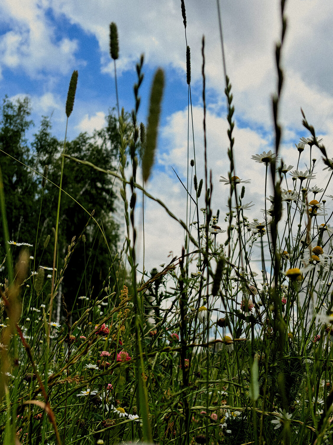 Photo #13781026