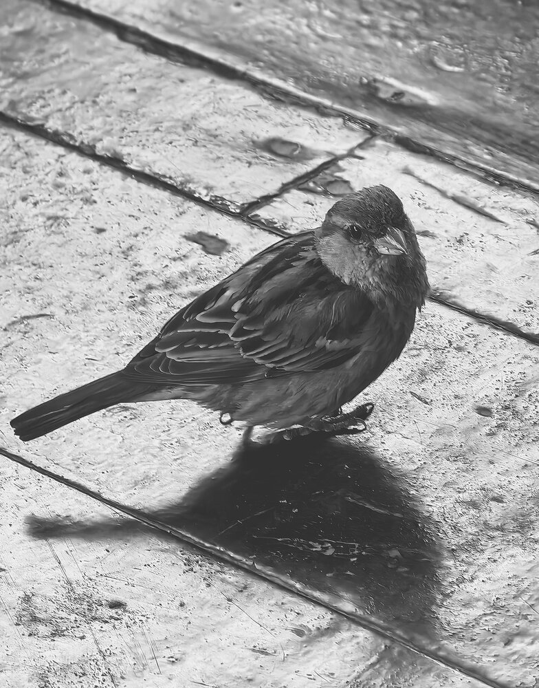 Photo #13781066
