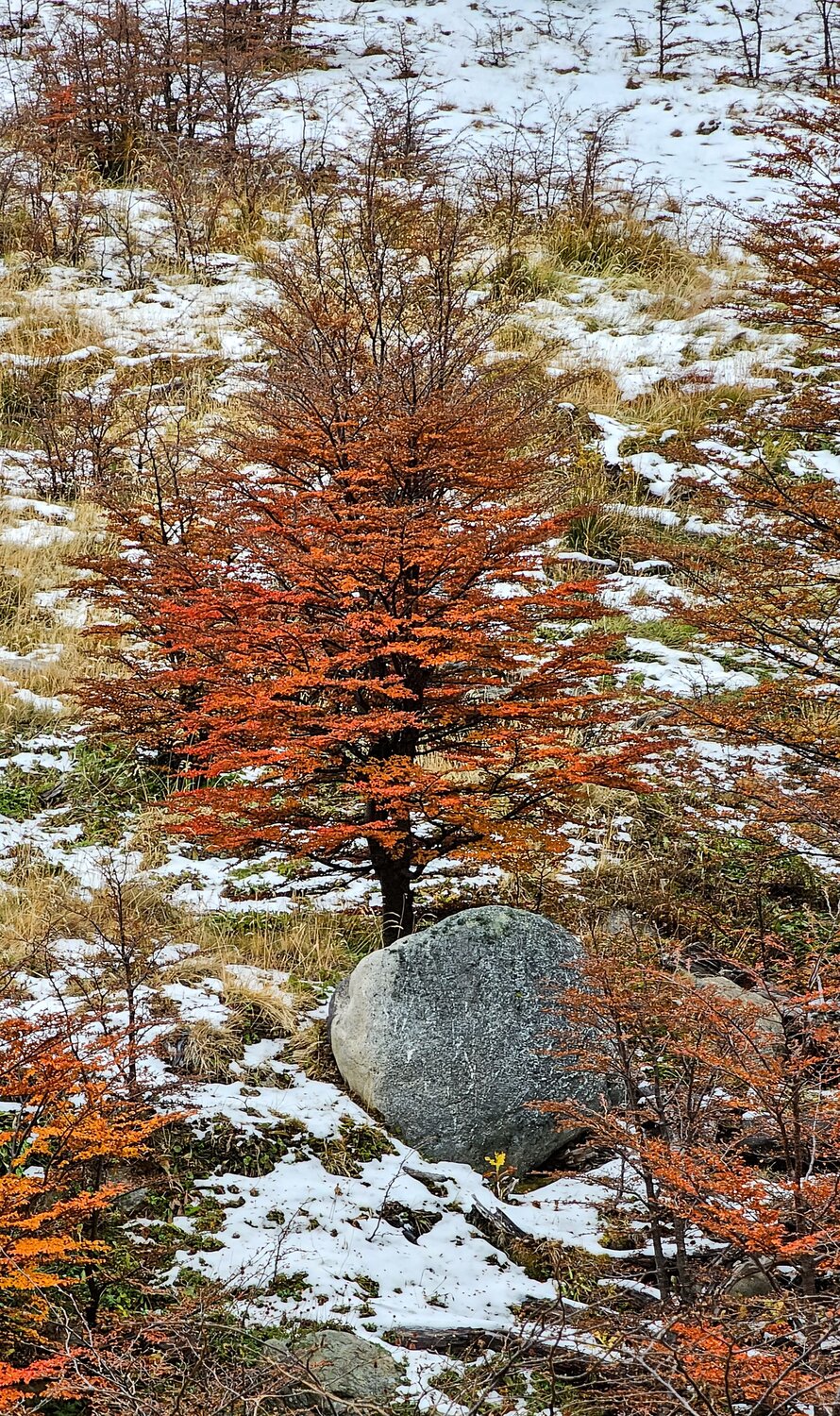Autumn Sentinel