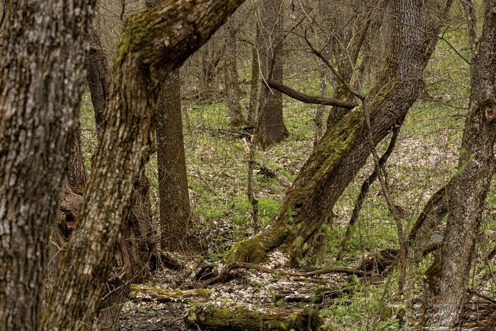 Photograph by Ирина Бабич