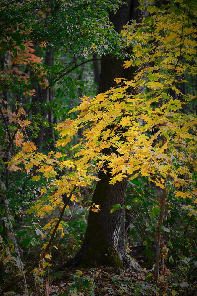 Photograph by Ирина Бабич