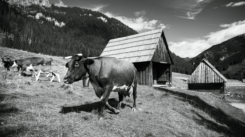 Photograph by Alex Reedson