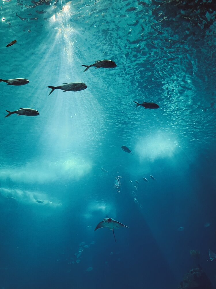 Photograph by Алла Киселева