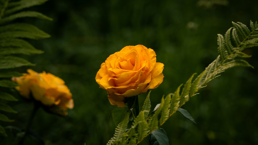 Photograph by Daniel