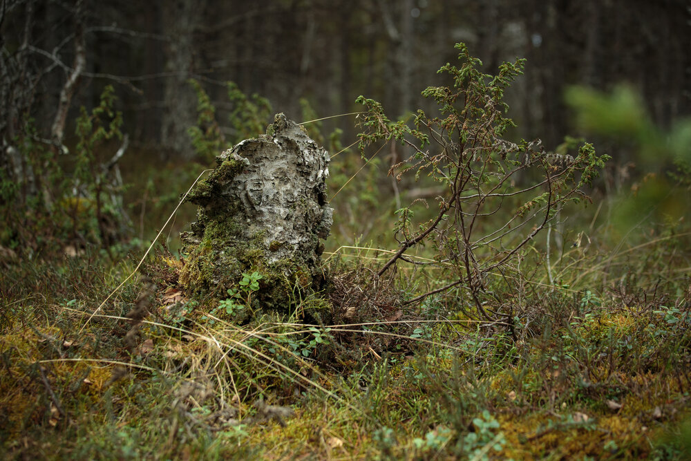 Photograph by Евгения Булычёва