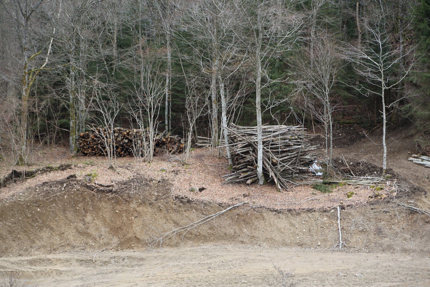 Photo #13782221