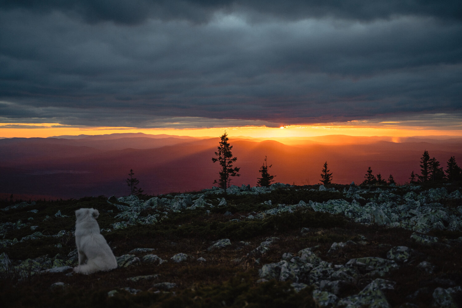Photo #13782230