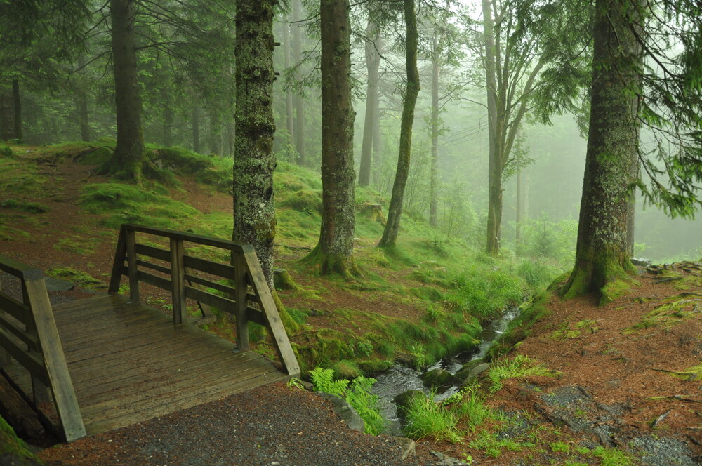 Photo #13782254