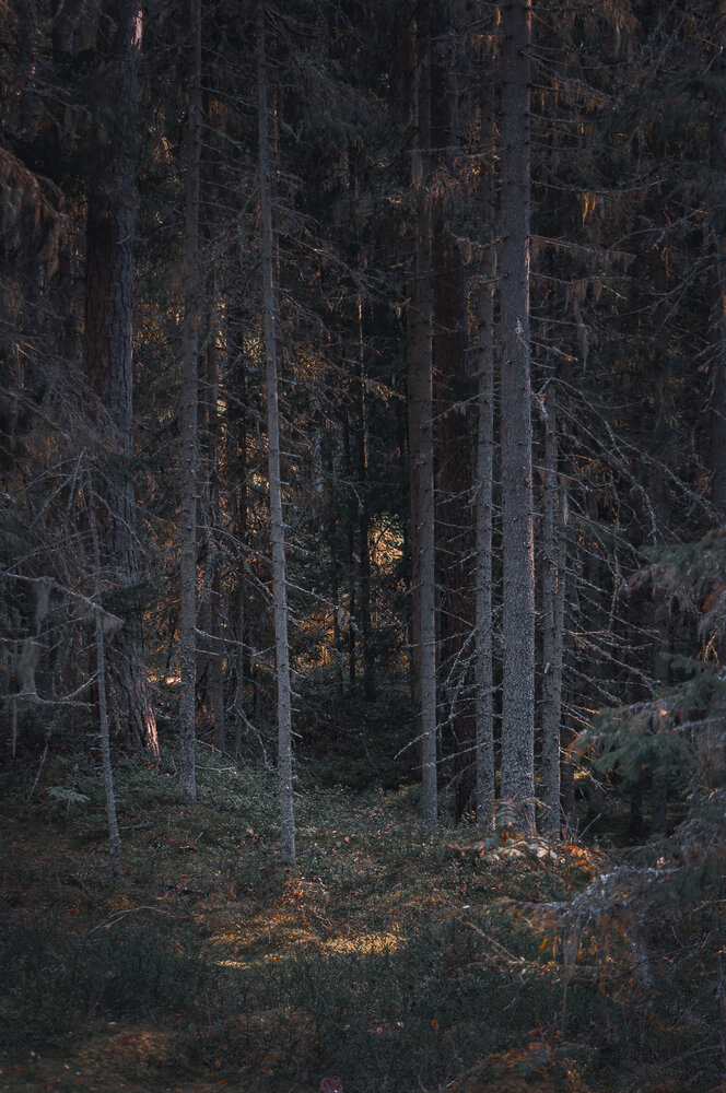 Photo #13782307