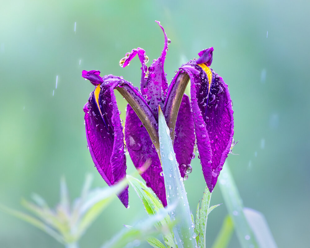 Касатик мечевидный – Iris ensata